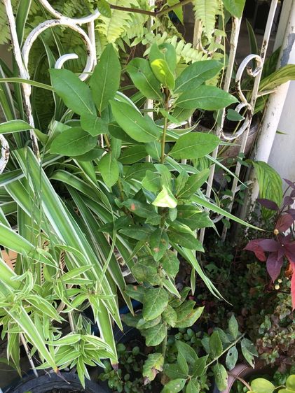 ต้นเบย์รีฟ รูปที่ 5