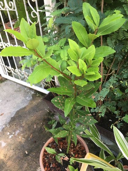 ต้นไม้จริง ต้นเบย์รีฟ