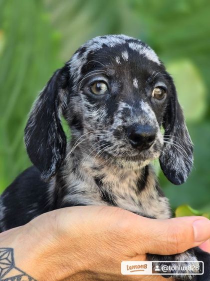 ดัชชุนขนสั้น รูปที่ 3