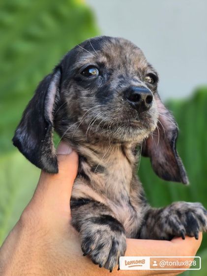 ดัชชุนขนสั้น รูปที่ 2