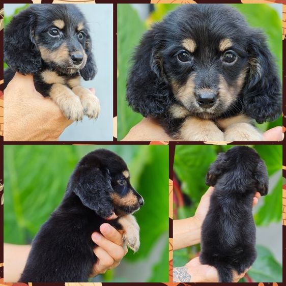 ดัชชุนขนยาว  รูปที่ 4