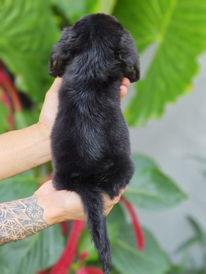 ดัชชุนขนยาว  รูปที่ 5