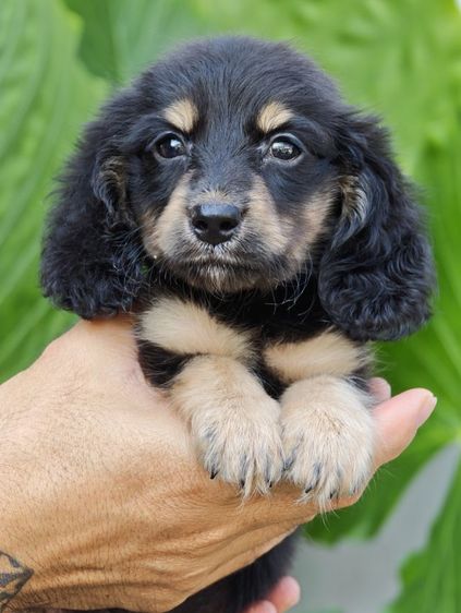 ดัชชุนขนยาว  รูปที่ 6