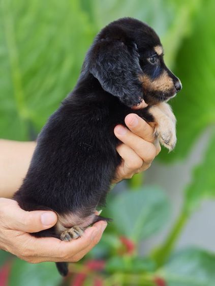 ดัชชุนขนยาว 