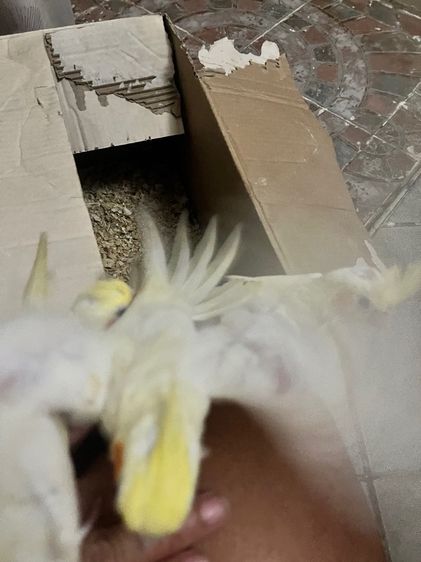 ลูกป้อนค๊อกคาเทล รูปที่ 7