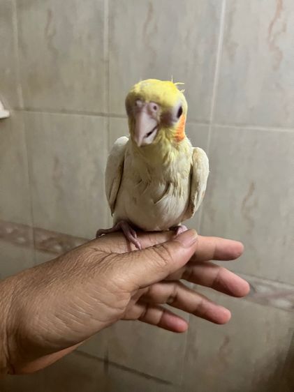 คอกคาเทล ลูกป้อนค๊อกคาเทล