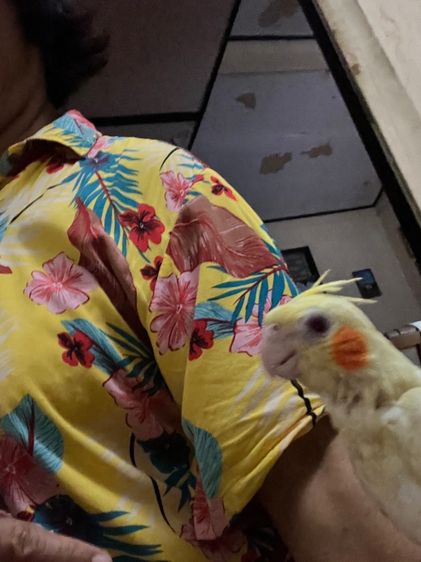 ลูกป้อนค๊อกคาเทล รูปที่ 5