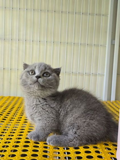 แมวมันช์กิ้นดช2เดือน รูปที่ 2