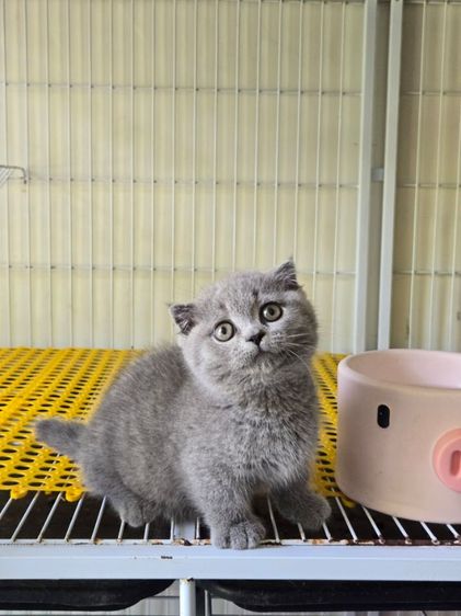 แมวมันช์กิ้นดช2เดือน รูปที่ 4