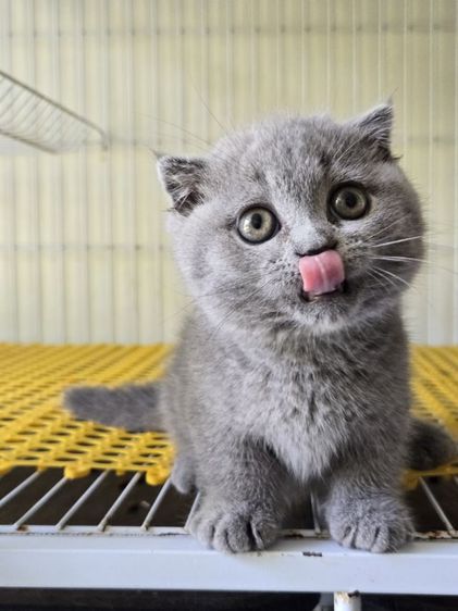 แมวมันช์กิ้นดช2เดือน รูปที่ 5