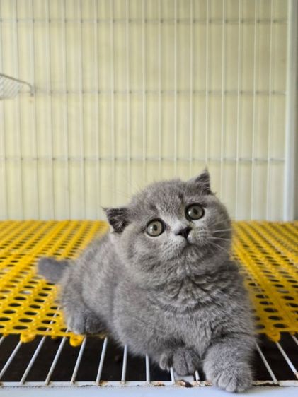 แมวมันช์กิ้นดช2เดือน รูปที่ 3