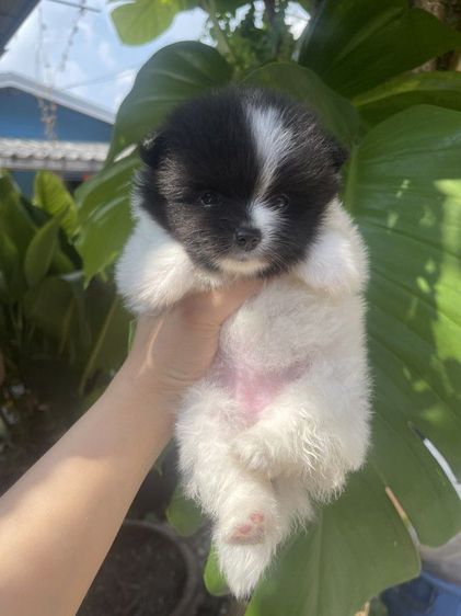 หาบ้านให้น้องหมา รูปที่ 3