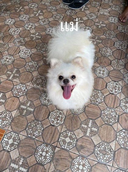 หาบ้านให้น้องหมา รูปที่ 5
