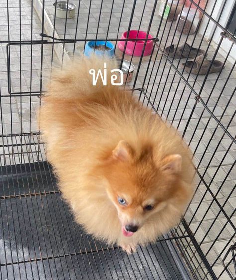 หาบ้านให้น้องหมา รูปที่ 4