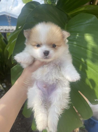 หาบ้านให้น้องหมา รูปที่ 2