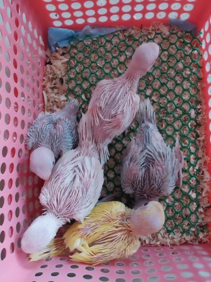 นกแก้วริงเน็ค