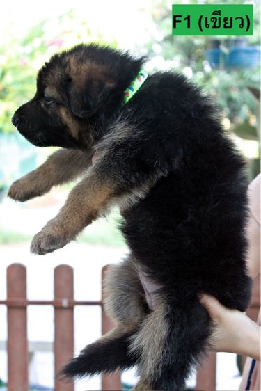 ลูกสุนัขเยอรมันเชพเพิร์ด เพศเมีย รูปที่ 2