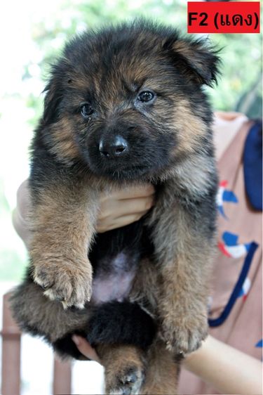 เยอรมันเชพเพิร์ด (German Shepherd) ใหญ่ ลูกสุนัขเยอรมันเชพเพิร์ด เพศเมีย