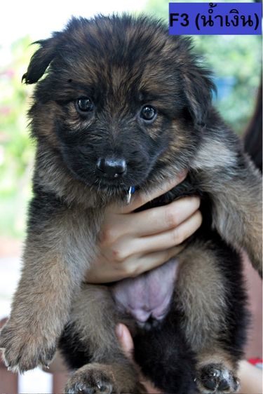 เยอรมันเชพเพิร์ด (German Shepherd) ใหญ่ ลูกสุนัขเยอรมันเชพเพิร์ด เพศเมีย