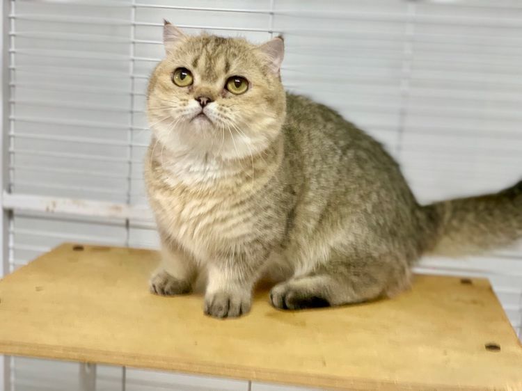 มันช์กิ้นขาสั้นเพศเมีย หลุดจอง 