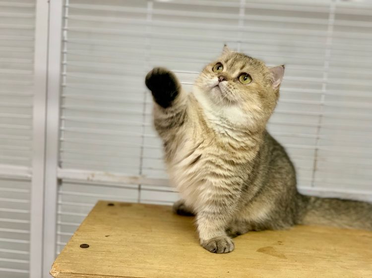 มันช์กิ้นขาสั้นเพศเมีย หลุดจอง  รูปที่ 2