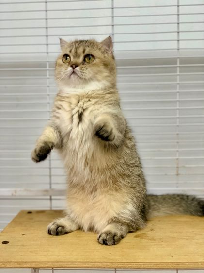 มันช์กิ้นขาสั้นเพศเมีย หลุดจอง  รูปที่ 4