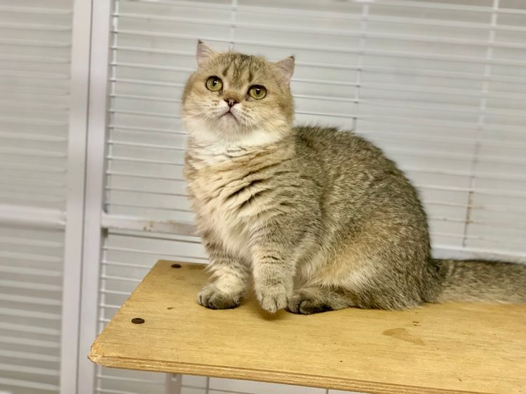 มันช์กิ้นขาสั้นเพศเมีย หลุดจอง  รูปที่ 3