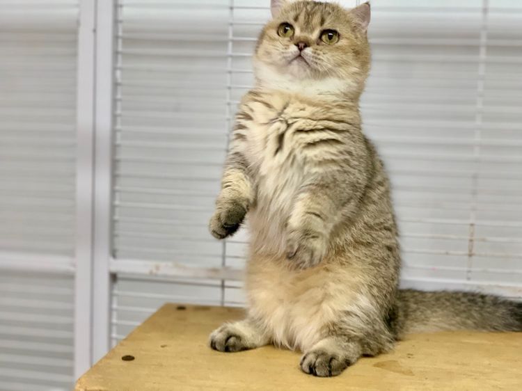 มันช์กิ้นขาสั้นเพศเมีย หลุดจอง  รูปที่ 5