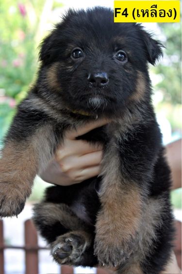 เยอรมันเชพเพิร์ด (German Shepherd) ใหญ่ ลูกสุนัขเยอรมันเชพเพิร์ด เพศเมีย