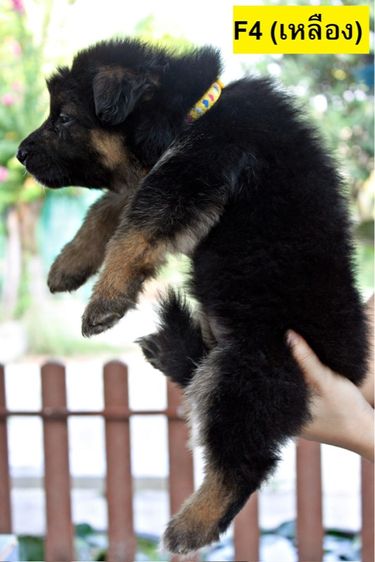 ลูกสุนัขเยอรมันเชพเพิร์ด เพศเมีย รูปที่ 2