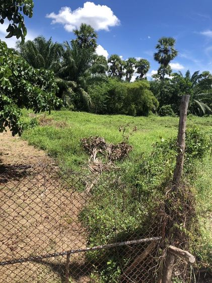 ใช่ ที่ดินให้เช่า รูปที่ 2