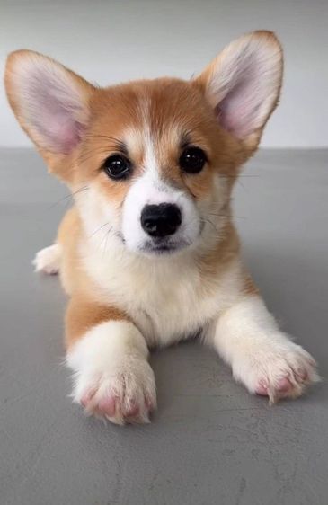 Corgi คอร์กี้เพศหญิง