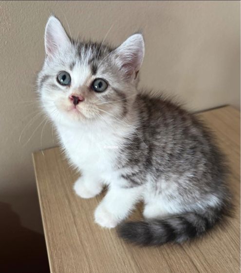 สก๊อตติช รูปที่ 4