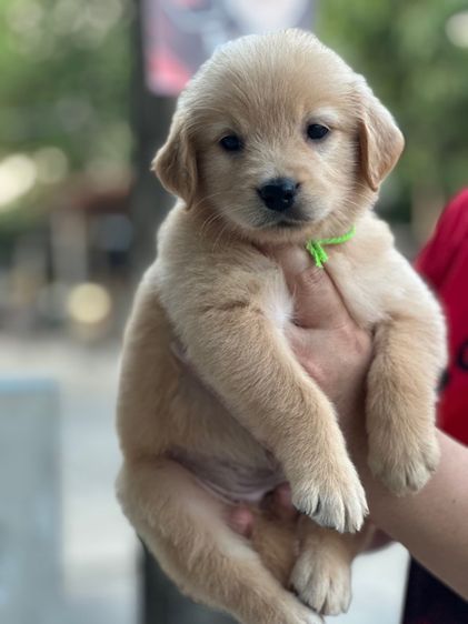 โกลเด้นรีทีฟเวอร์แท้ รูปที่ 7