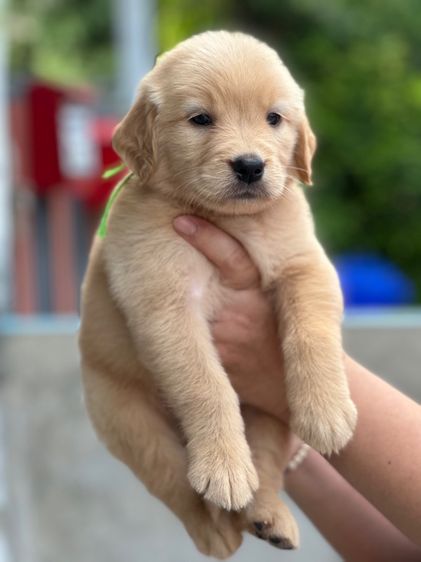 โกลเด้นรีทีฟเวอร์แท้ รูปที่ 4