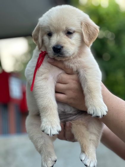 โกลเด้นรีทีฟเวอร์แท้ รูปที่ 6