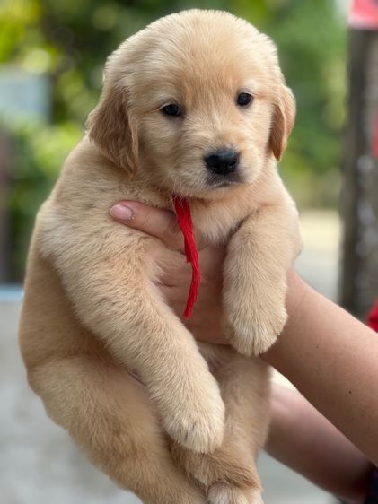 โกลเด้นรีทีฟเวอร์แท้ รูปที่ 2