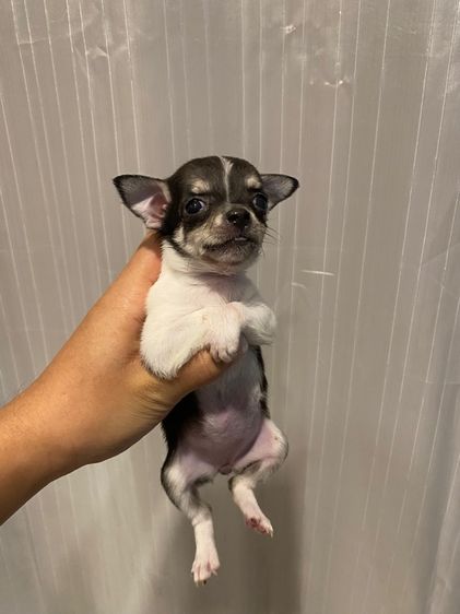 ชิวาว่าขนสั้นเพศเมีย รูปที่ 2