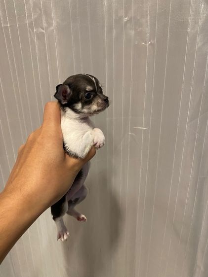 ชิวาว่าขนสั้นเพศเมีย รูปที่ 4