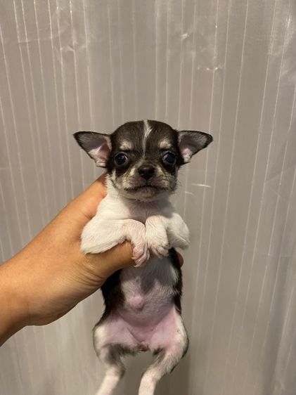 ชิวาวา (Chihuahua) เล็ก ชิวาว่าขนสั้นเพศเมีย