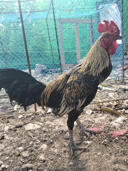 ไก่ชนพม่า