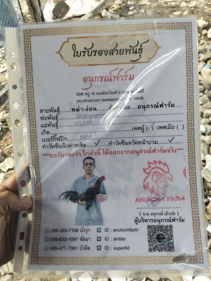 ไก่ชนพม่า รูปที่ 2