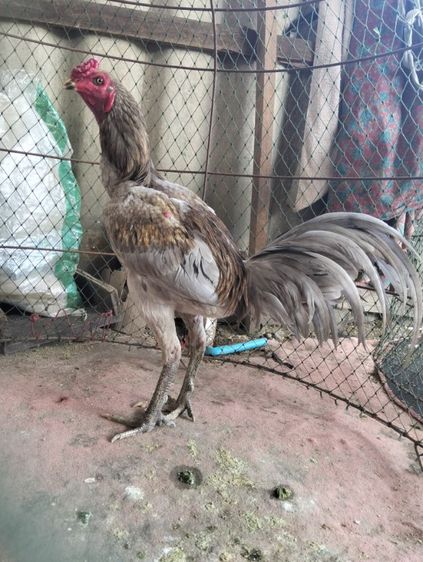 ไก่หนุ่มใหม่ๆ 2.7