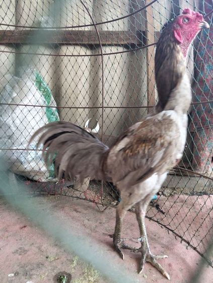 ไก่หนุ่มใหม่ๆ 2.7 รูปที่ 2