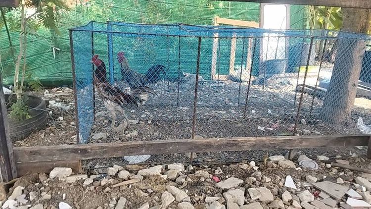 ไก่ชนพม่า รูปที่ 2