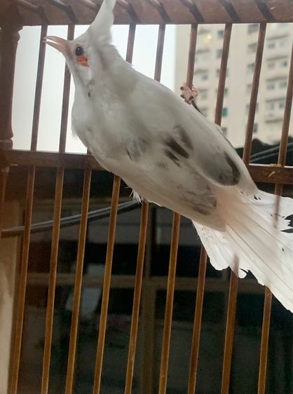 อื่นๆ นกหัวจุก แฟนซี