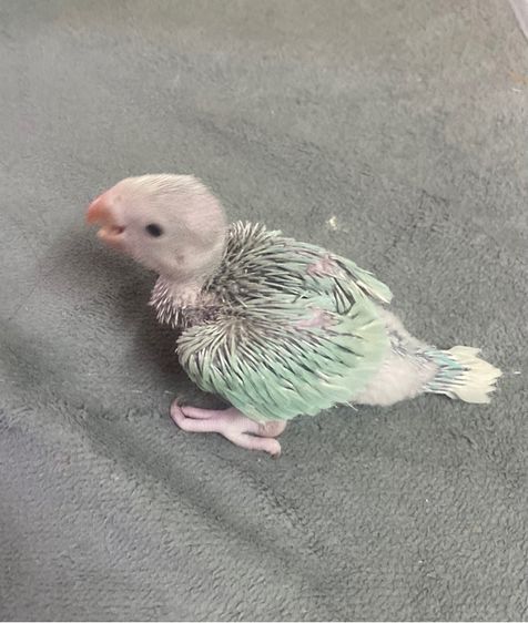 ริงเนค บลูเลสวิง เมียพร้อมใบเพศ รูปที่ 3