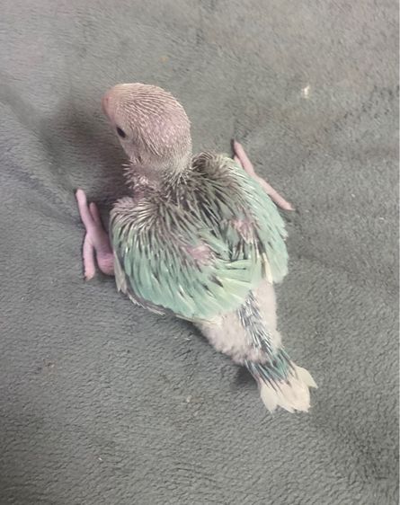 ริงเนค บลูเลสวิง เมียพร้อมใบเพศ รูปที่ 2