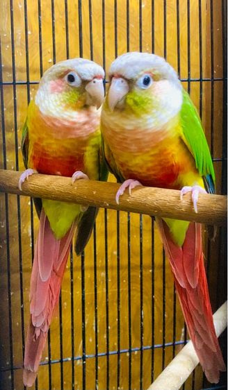 กรีนชีค นกแก้ว กรีนชิค