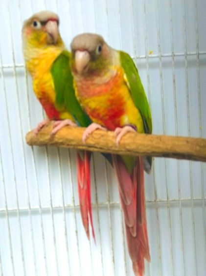 นกแก้ว กรีนชิค รูปที่ 2